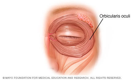 Eyelid Muscles