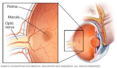 The Back of Your Eye