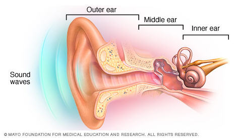 Ear
