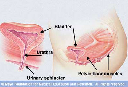 Pelvicfloormuscles