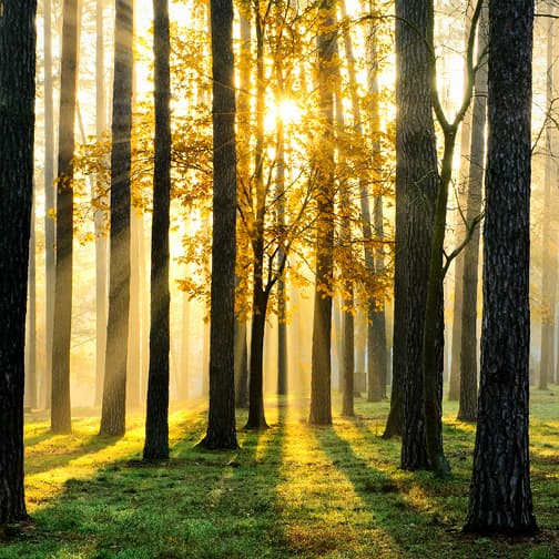 Sun shining through woods