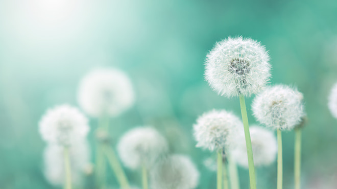 Dandelions white fluff seeds