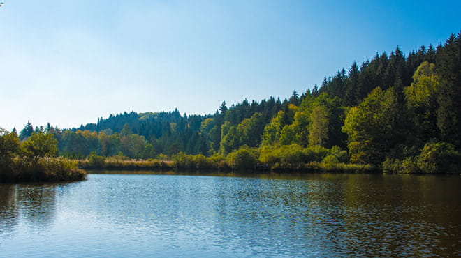 Lake surrounded by woods