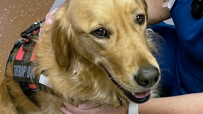 Pet therapy dog