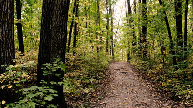 Trail in woods