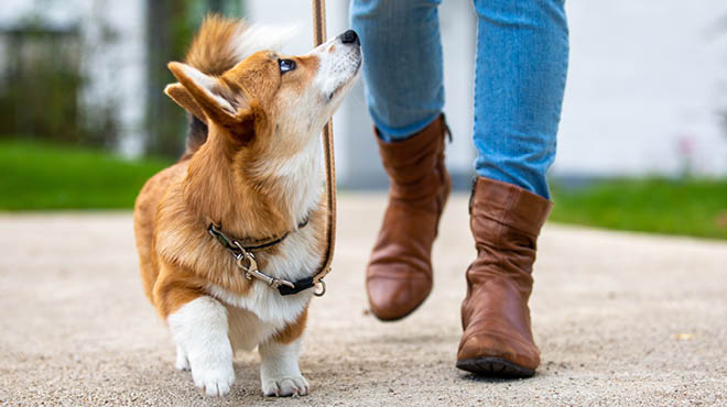 Corgi walking on leash