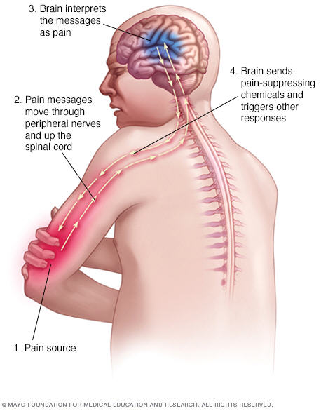 The Pain Pathway