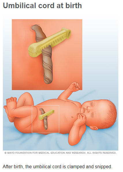 UmbilicalCord